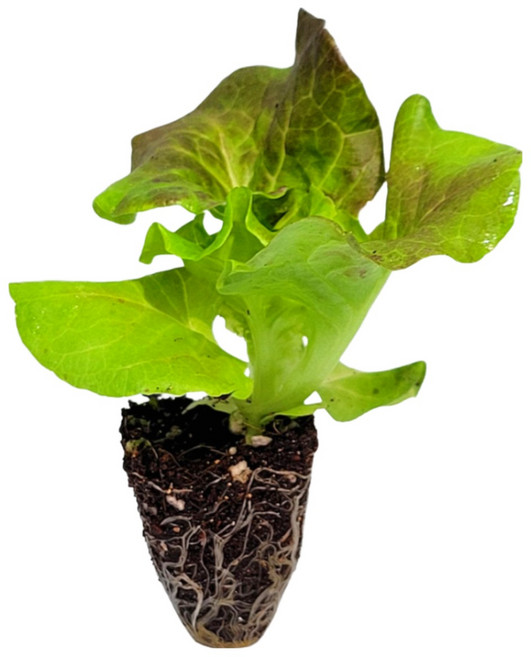 [파머씨드] 상추 모종 꽃상추 8개 청상추 진청맛 8개 총 16개 1세트, 1개