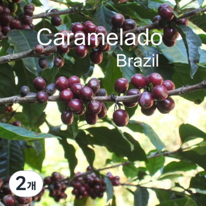 [위트러스트] 브라질 카라멜라도 200g Brazil 스페셜티 커피, 홀빈, 2개