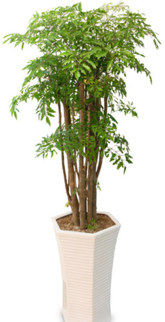 피터팬플라워 폴리셔스 프리미엄, 특품, 1개