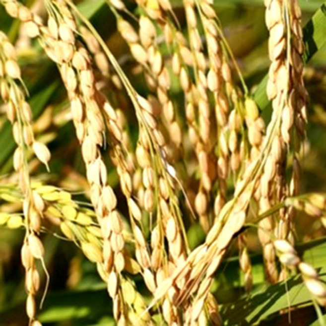 미강오일 500ml/미강유/현미유/현미오일/클렌징오일/rice bran oil/캐리어오일/천연화장품/식물성 오일, 1000ml, 1개