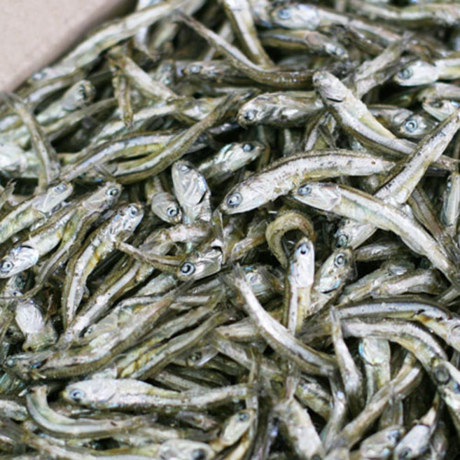 마린보이푸드 중멸치, 1kg, 1개