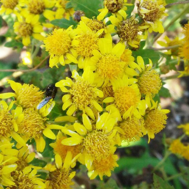 감국 10주 모종 노지월동 야생화 국화 가을꽃 화분 다년생 다년초 실내 화초 키우기, 꽃모종, 10포트