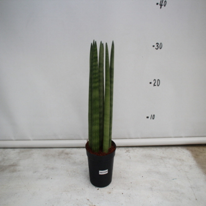 온누리농원 스투키(30cm), 1, 1개