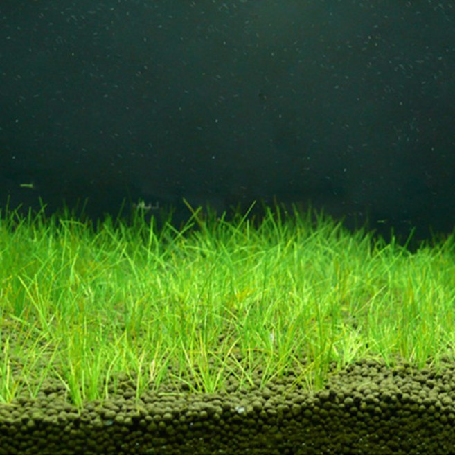 피알피쉬 미니 헤어그라스 20뿌리 전경수초 잔디카펫, 1개