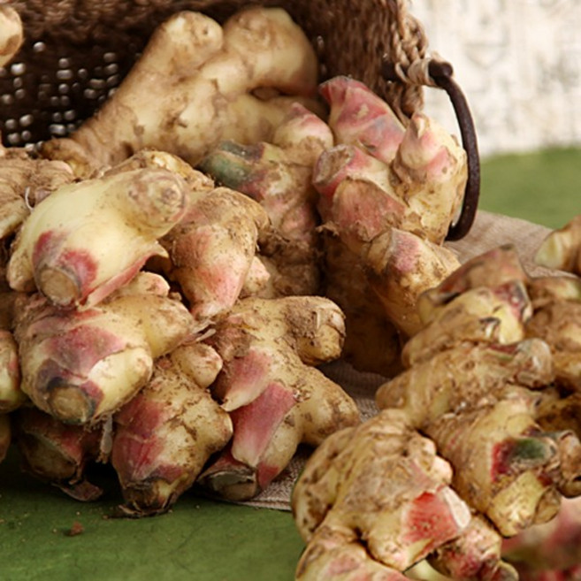 햇살조은 흙생강, 1kg, 1개