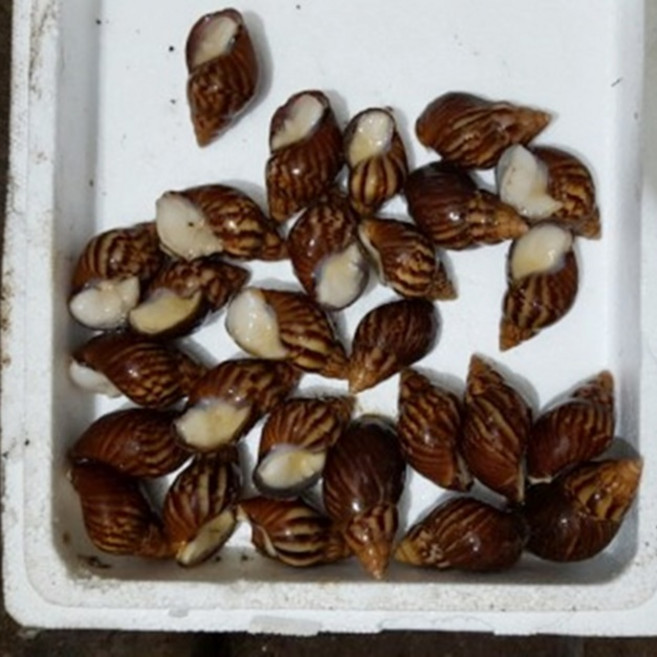 백와달팽이 백와달팽이1kg 기타수산물, 1개, 1kg