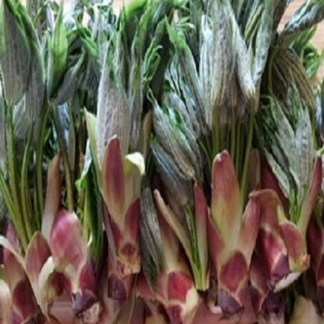 경북 청도 자연산 엄나무순(개두릅) 1Kg 1박스, 엄나무순 1kg