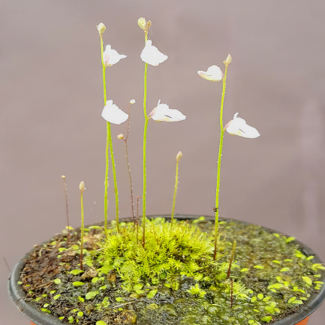 애완풀랜드 벌레잡이식물 18종, 15.땅귀개 리비다, 1개