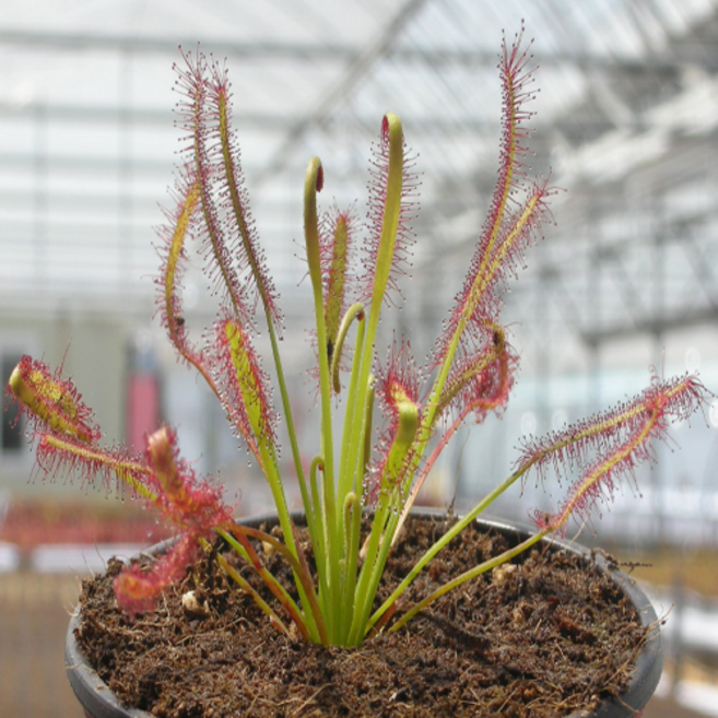 애완풀랜드 벌레잡이식물 18종, 08.끈끈이주걱 카펜시스 티피컬, 1개