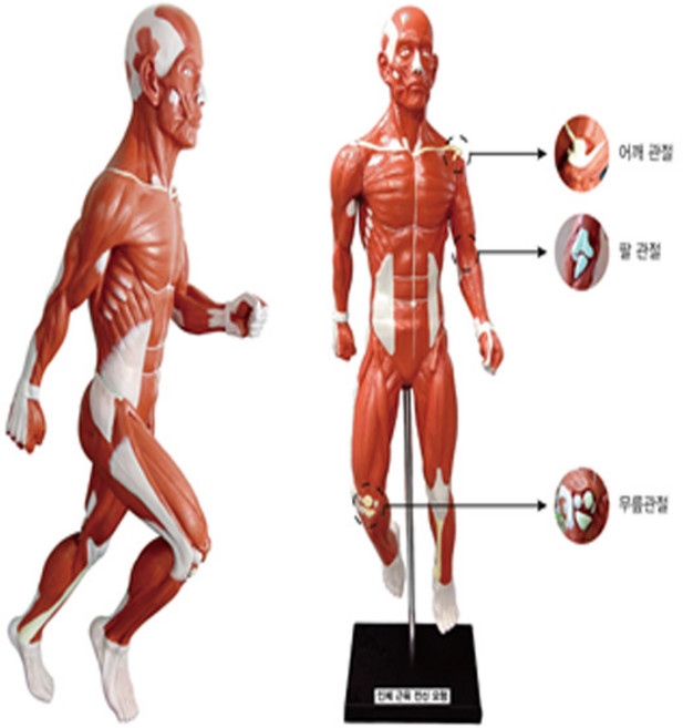 (사이언샵)인체근육전신모형(5학년2학기교과과정)