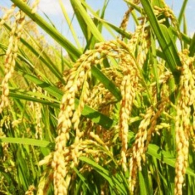 [허니솝] 천연 베이스오일(캐리어오일) 버터 비누만들기재료 화장품만들기재료, C10. 현미(미강)오일 500ml, 1개