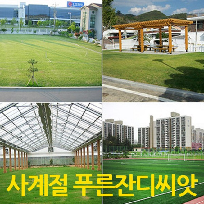 푸르네오 [오후5시 이전 주문 발송] 사계절푸른잔디씨앗 잔디씨 잔디씨앗 정원용 (마사토 은색), 1개