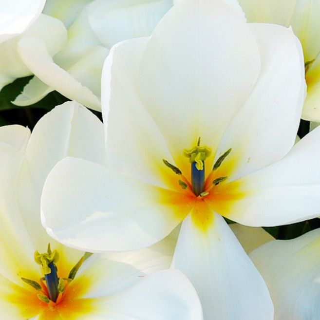 [엔피솝] 캔들향오일 21종 DIY 향수 디퓨저 비누 화장품만들기, 21.하와이안 플루메리아F.O_10ml, 1개