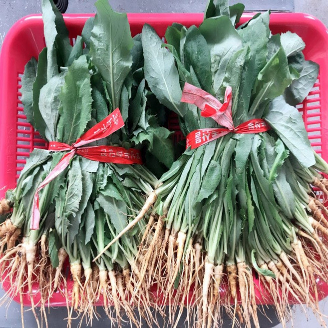 늘푸른농산 입맛을 돋우는 쌉싸름한, 1박스, 생 고들빼기 5단