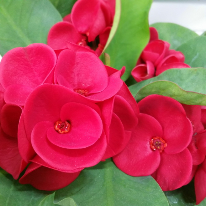 [용이네화원] 볼빨간 장미 꽃기린 169 농원