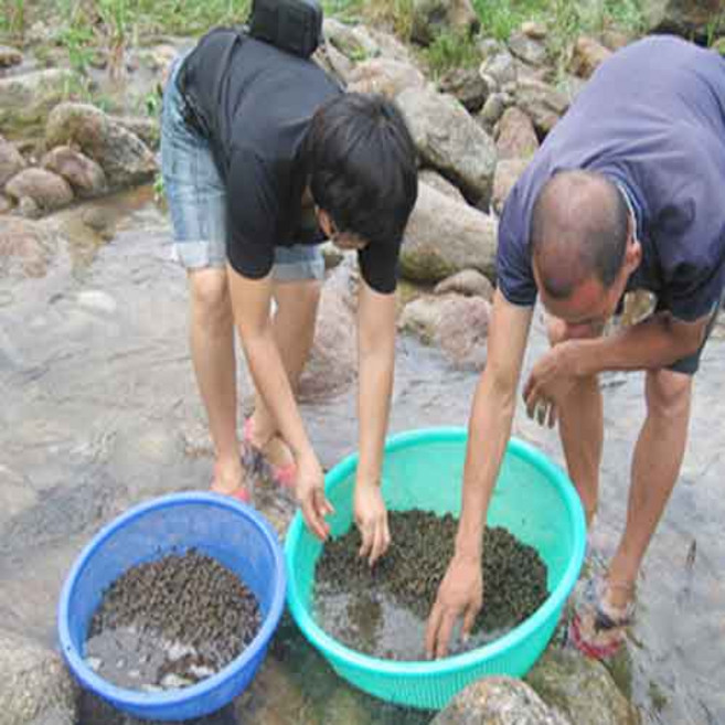 [불로장생] 구례 섬진강 자연산 다슬기즙 피로회복에 좋은 음식 !!! 120ml 30팩, 30개
