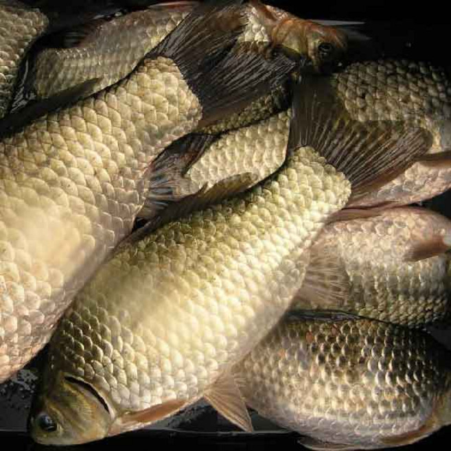 [불로장생] 구례 섬진강 자연산 가물치즙 임신축하선물 1위 !!!, 60개, 120ml