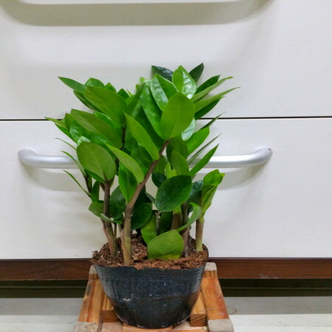 [용이네화원] 심쿵주의!! 귀욤폴폴~~초특가 금전수 돈나무 개업 058 화원 농원, 1개