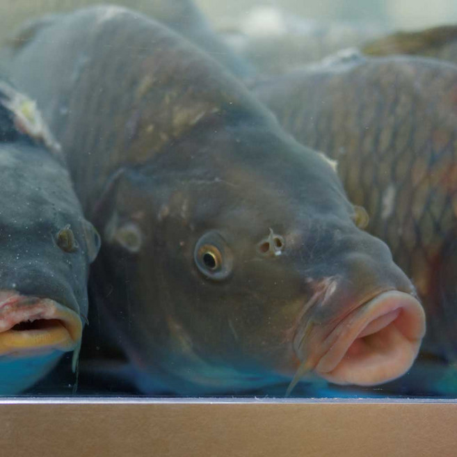 [산지직송] 구례 섬진강 자연산 참붕어즙 산모에게 좋은 음식 120ml, 60개