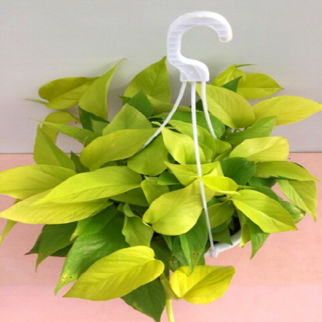 [용이네화원] 형광스킨 스킨 스킨답서스 180 농원, 1개