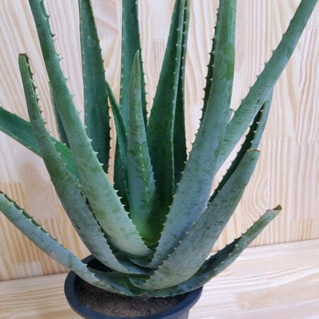 용이네화원 알로에 정원 베라 알로애 149 농원 화원