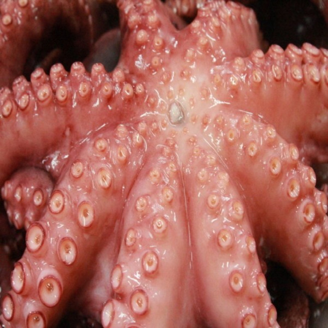 문어 냉동문어 생문어 1마리 400g-500g 내외 모리타니아문어 자숙문어 세네갈문어 수입문어, 1개, 200g-300g(모리타니아)