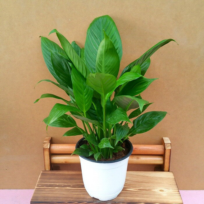 [용이네화원] 공기정화 스파트필름 중형 139 농원