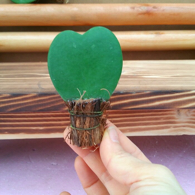 [용이네화원] 마음하나 하트호야 무지잎 020 화원 농원, 1개