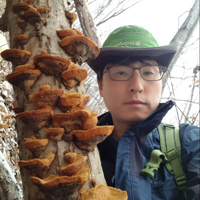 상황버섯 국내자연산 (갓상황) 강원도 고산채취 재배아님, 200g, 1개