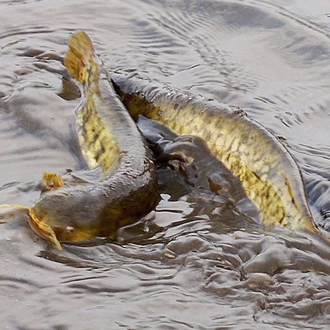 지에스푸드 민물 손질메기2kg(손질후1600g내외)특별판매 매운탕 찜용, 1세트, 01. 메기2kg