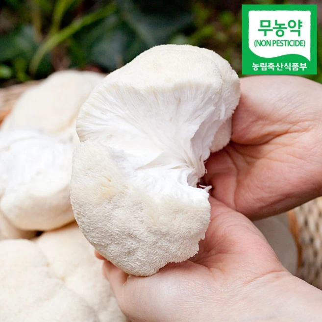 셋째딸농부 노루궁뎅이버섯 무농약 생버섯 건조, 1박스, 900g생버섯 - 쿠팡