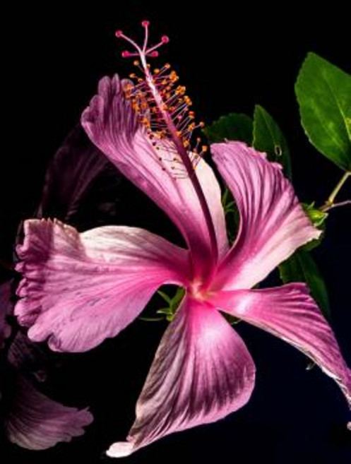 Hibiscus Flower Bloom Isolated on Black Journal: Take Notes Write Down Memories in This 150 Page Line..., Createspace Independent Publishing Platform