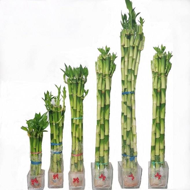 트리앤 1+1 개운죽 50Cm(20ea) 1개