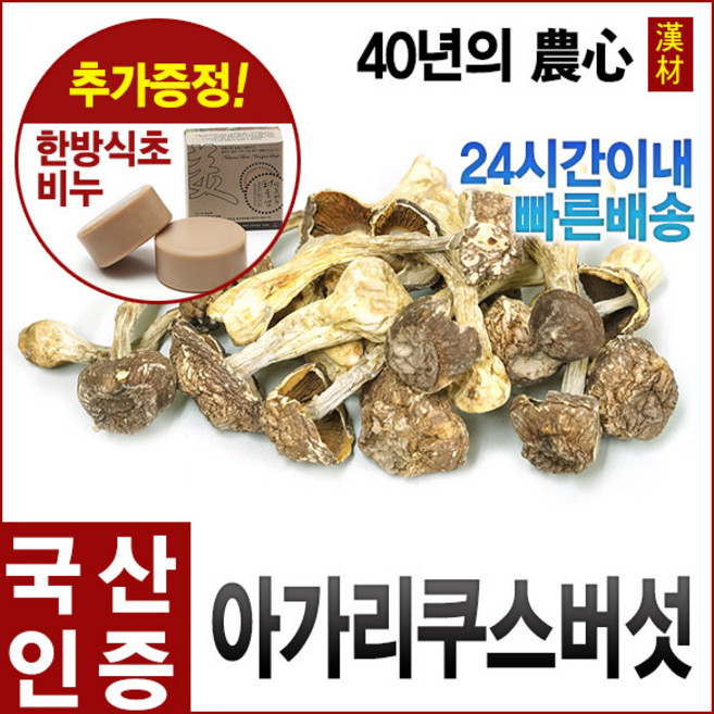 자애인 국산 아가리쿠스버섯 100g 건조버섯 신령버섯, 1개
