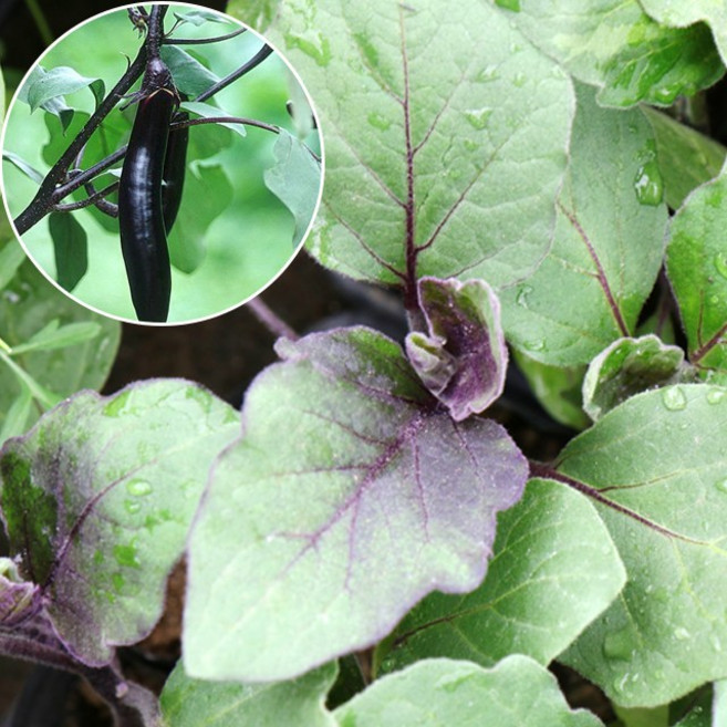 갑조네 가지 모종 열매채소 텃밭가꾸기 베란다텃밭 모종키우기 채소키우기, 2개