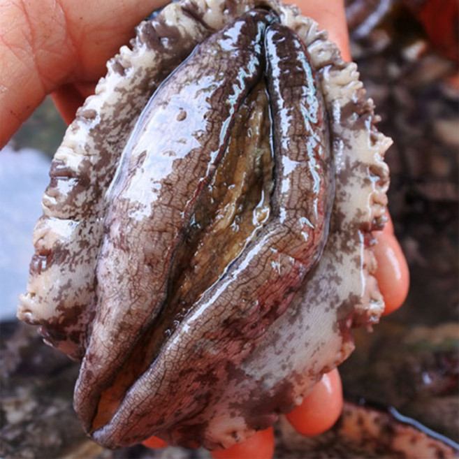 싱싱해 완도활전복 구이용 12-14미 생산자직송, (12~14미) 1kg, 1박스