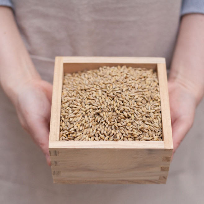 국산겉보리 통겉보리 엿기름 보리차 새싹보리씨앗 부안, 1개, 통겉보리5kg