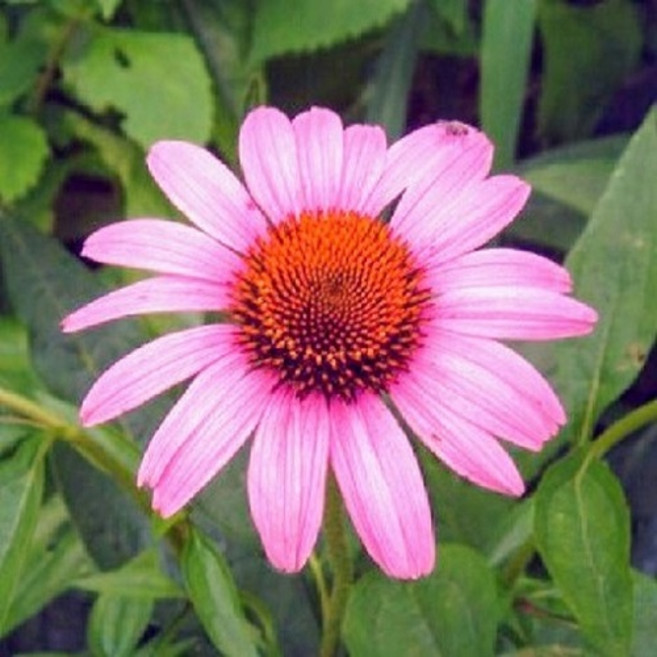 에키네시아(프리마돈나 분홍색) 5개세트 모종포트식재 아름다운야생화 정원가꾸기