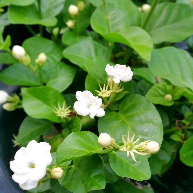 [용이네 화원] 향기 풀~장전 함박자스민 중형 249 농원 화원