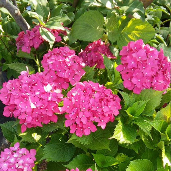 수국 x 10포트 생울타리 노지월동 야생화 나무 묘목 봄꽃 여름꽃 화분 다년생 실내 화초 키우기, 1개