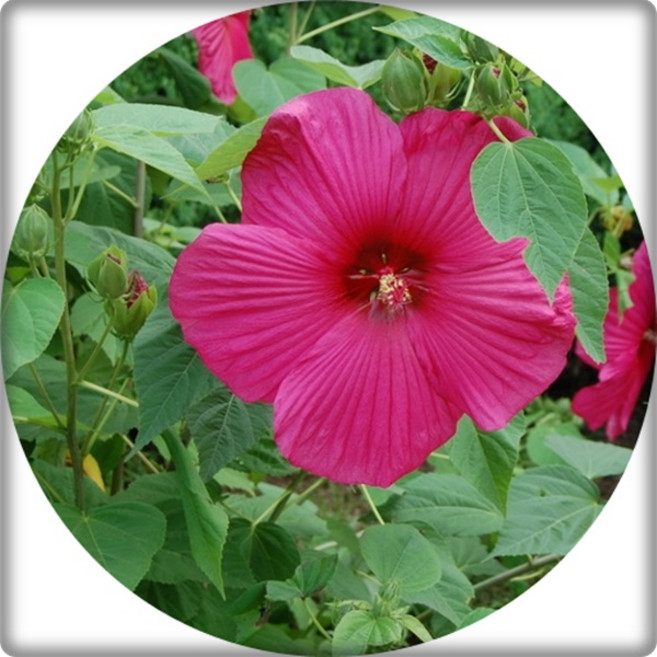 부용꽃/부용꽃화분/Hibiscus mutabilis/15센티화분 무궁화꽃 노지월동 야생화 대량주문내고, 1개