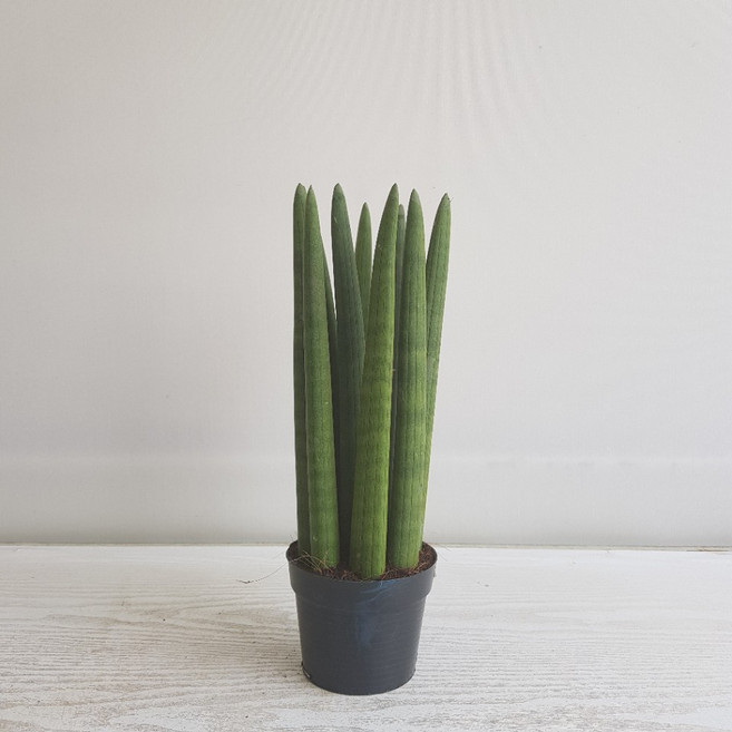 온누리농원 스투키(30cm), 1개