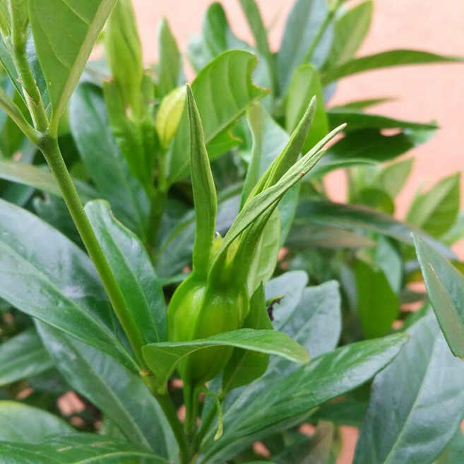 [용이네 화원] 튼실한 열매치자 나무 200 농원 꽃치자, 1개