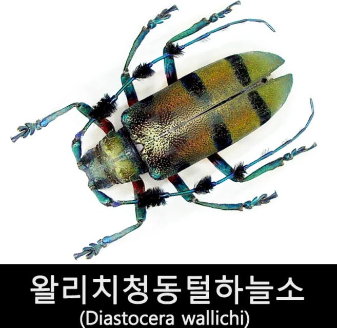 왈리치청동털하늘소표본/Diastocera wallichi - 쿠팡