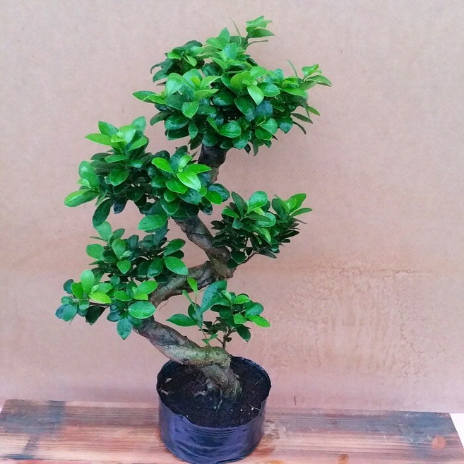 [용이네 화원] 층층이 가지마루 펜다 미니 279 농원