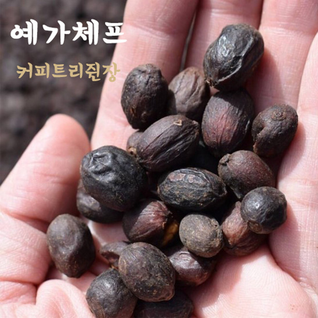 커피트리쥔장 에티오피아 예가체프G1 원두 커피 가루 홀빈1Kg(대용량), 홀빈(분쇄안함), 1kg, 1개