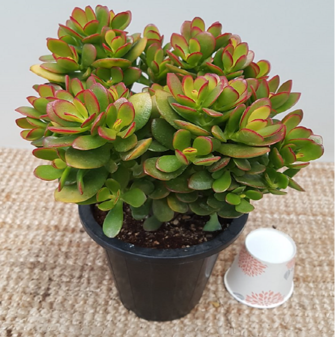 에덴농원 미니염자, 1개