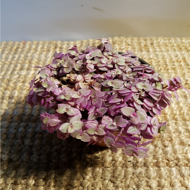 에덴농원 핑크레이디 달개비(새로 입고), 1개