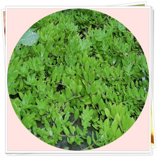 돌나물/sedum sarmentosum/10cm포트분3포트묶음/야생화/화단/식용식물/화단조성/노지월동