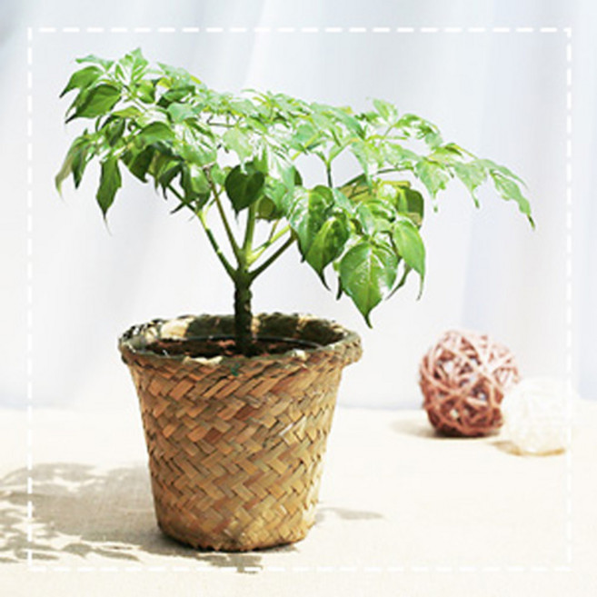 그린테라피 해초바구니 소형 공기정화식물, 해피트리해초 바구니 소 (내추럴)